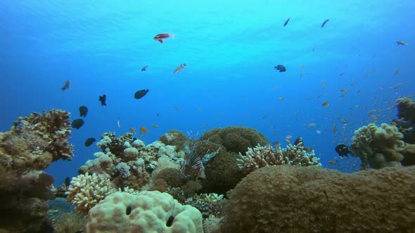 Reef Scene Corals and Fish