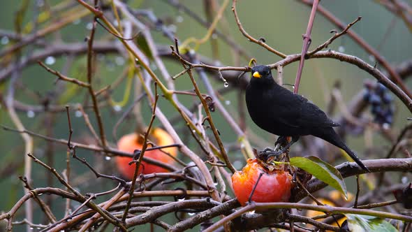 Common Blackbird