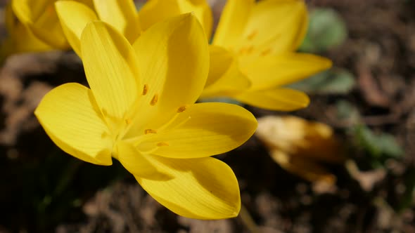 Gentle stigmas and petals of beautiful yellow crocus  4K 2160p 30fps UltraHD footage - Sternbergia l