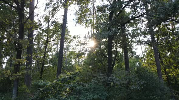 Trees in the Forest During the Day