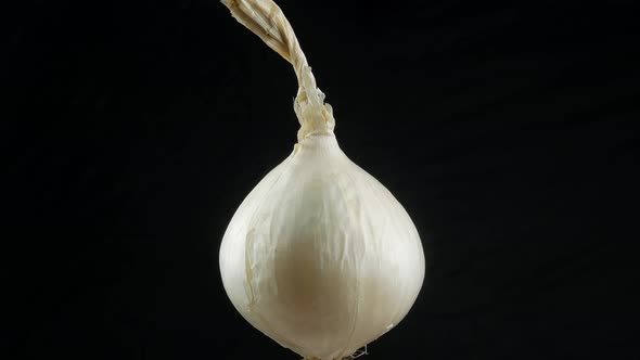 white onion on black background