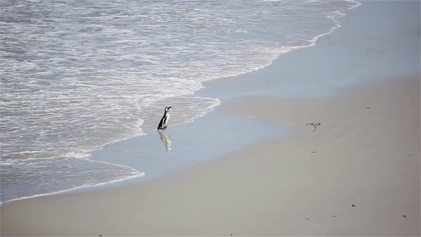 Penguin walking in an Empty Beach during the Coronavirus Lockdown.