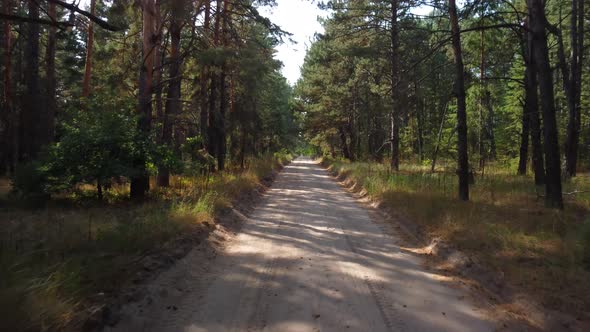 a Road in a Pine Forest