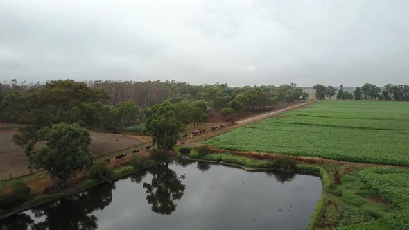 Aerial view over a herd of cattle walking up a rural dirt road surrounded by a lush green landscape