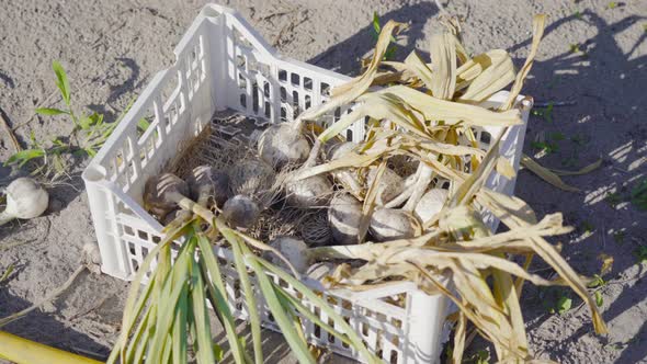 Onion Collected in Plastic Container