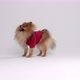 Funny dressed dogs - VideoHive Item for Sale
