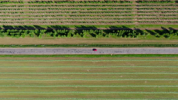 Aerial Over Rural Road Passing Through Garden And Fields On Which Car Is Driving