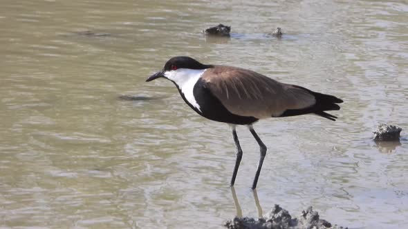 A Lapwing Bird by The Water