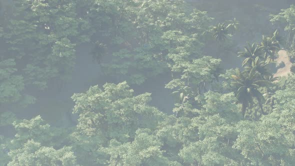 Fog Covered Jungle Rainforest Landscape