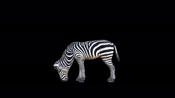 4K Zebra Eat