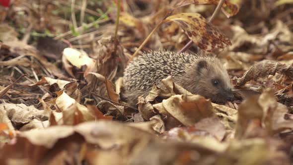 Little European Hedgehog Foraging In Autumn Leaves - close up