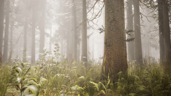 Sunbeams in Natural Spruce Forest