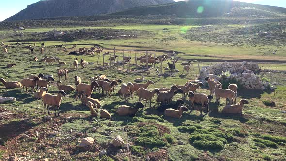 Newly Sheared Sheep Herd in Mountain at Morning