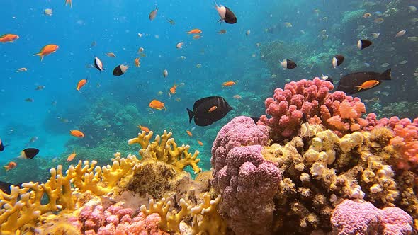 Underwater Panorama in a Shallow Coral Reef with Tropical Fish Life