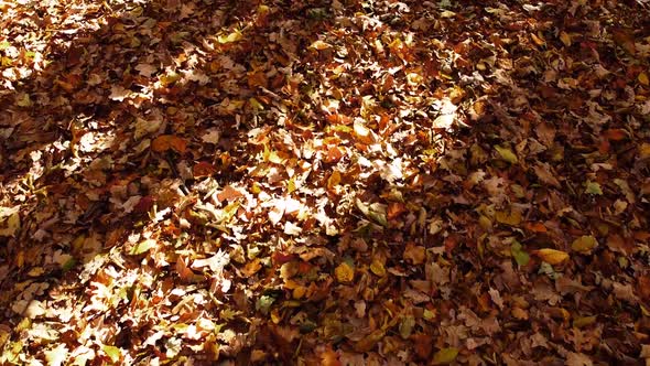 Aerial drone view of a flying in the autumn park. Autumn leaves on a park path.