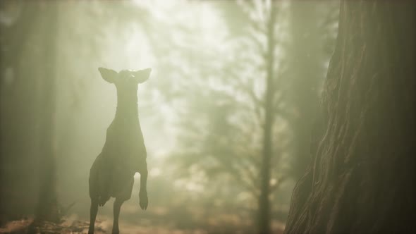 Extreme Slow Motion Deer Jump in Pine Forest