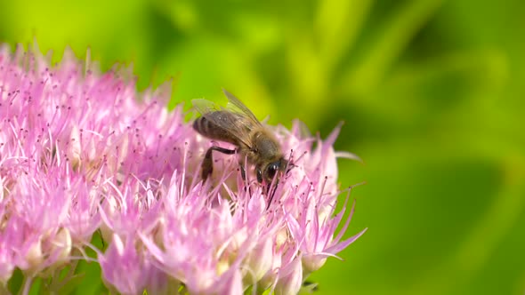 Bee Collects Nectar on Pink Flower. Slow Motion.