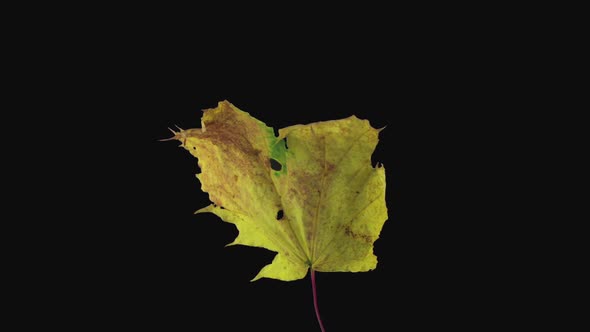 Time-lapse of resurrection yellow Maple leaf