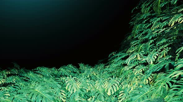 Flying On Swiss Cheese Plant 09 4K alt