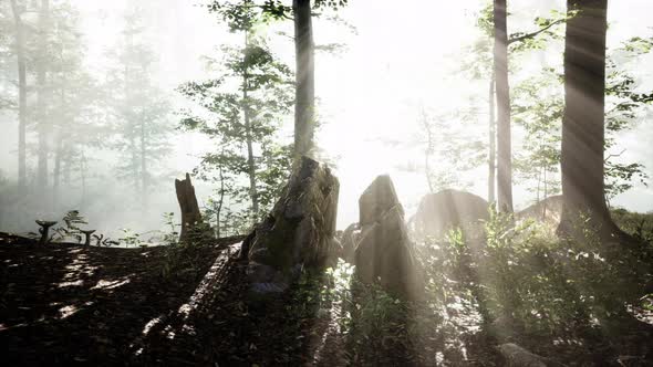 Sunlight in the Green Forest in Fog at Spring Time