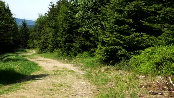 A Tortuous Path in a Forest