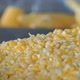 Corn processing factory. Grains and ears of corn. Ripe yellow ears of corn. - VideoHive Item for Sale