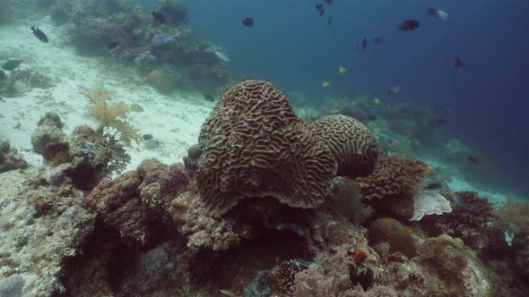 The Underwater World of a Coral Reef