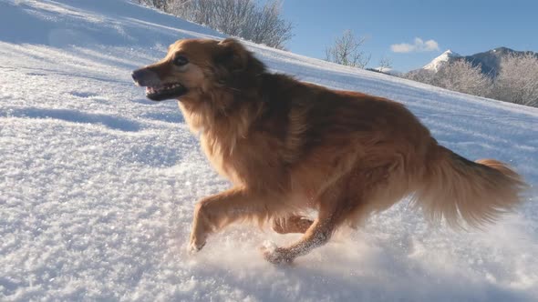 Cute Brown Dog Run Fast in Winter Nature Walk