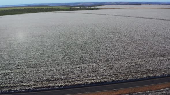High angle aerial shot orbiting above a vast white cotton field in the remote countryside. Wide shot