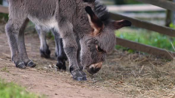 A cute little newborn miniature mediterranean donkey with a fringe clumsily balancing on its legs, s