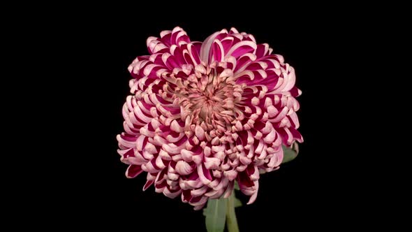 Beautiful Pink Chrysanthemum Flower Withers