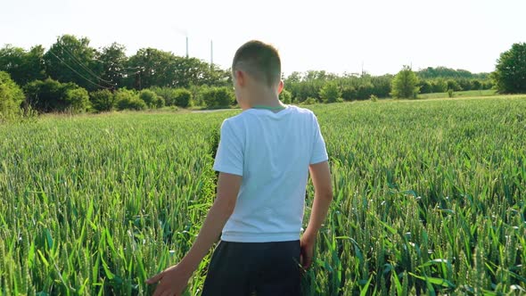 Young boy going ahead through the field gently touches the wheat ears