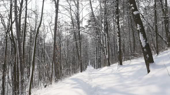 Slow motion outdoor scene of snowed alley path 1920X1080 FullHD video -Morning in the forest by wint