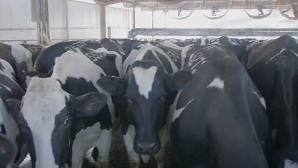 Cows wating to be milked in a large dairy farm, milk production
