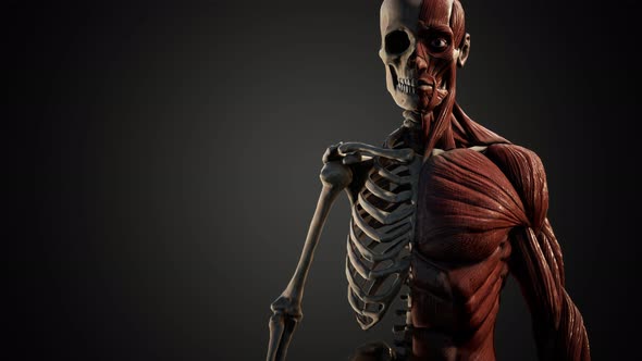 Muscular and Skeletal System of Human Body alt