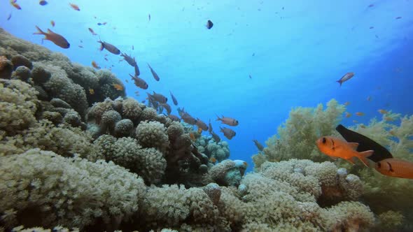 Underwater Scene Marine Life