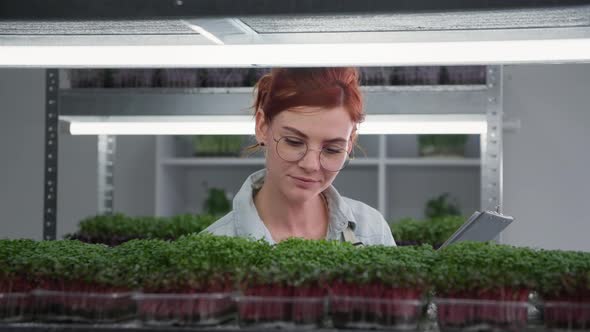 Organic Greenhouse Young Woman Wearing Glasses Examines the Condition of Micro Green Sprouts in