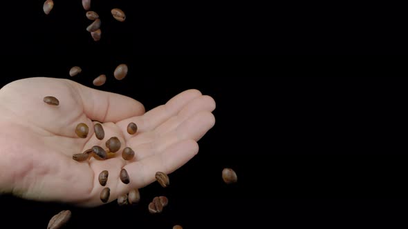 The Coffee Beans Will Fall Into the Hand on a Black Background