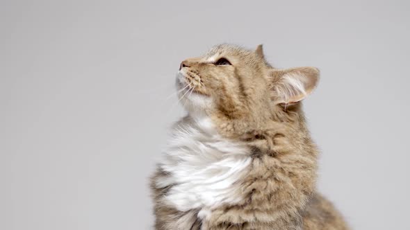 cute cat lying on gray studio background, fluffy Siberian cat looking up