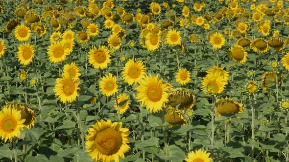 Organic field of sunflower Helianthus annuus plant  4K video