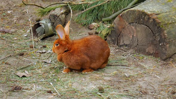 Portrait Of New Zealand Rabbit Breed Eating In Wild Forest. Close Up Shot