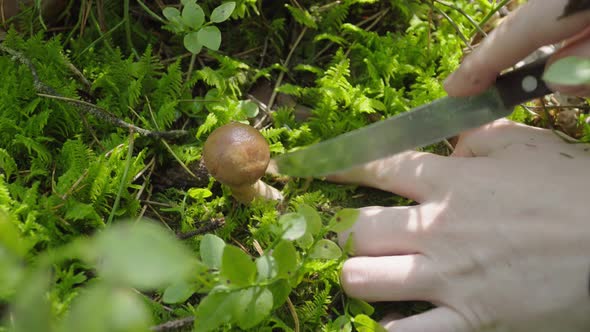 Picking Mushrooms in the Forest in Autumn. Woman Cuts Mushroom Aspen with a Knife