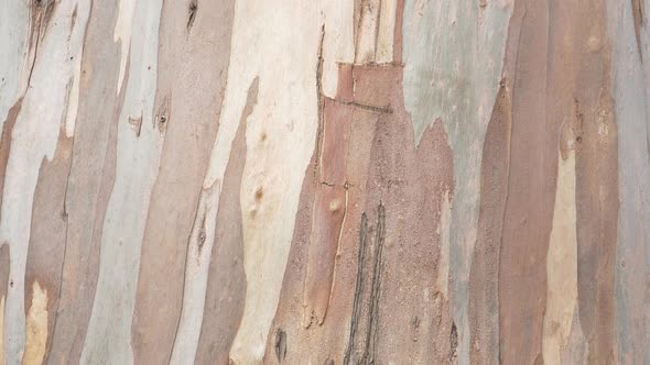 Old tree trunk with peeled bark