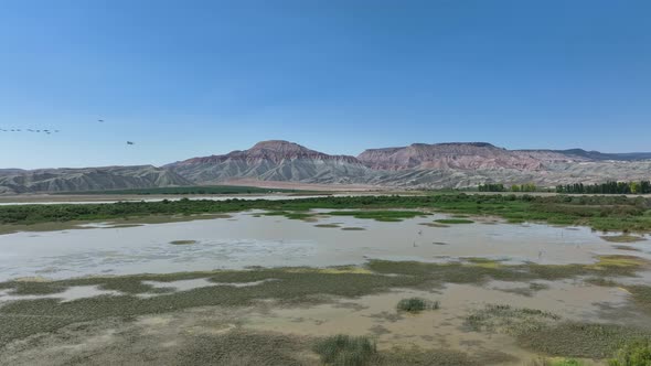 Biodiversity Bird Species Habitat Nallihan Wetland Marsh