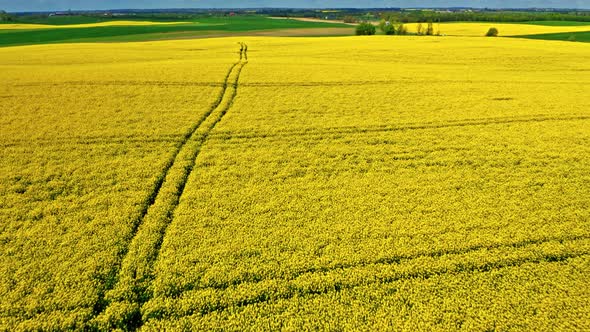 Aerial view of tractor tracks on yellow rape fields