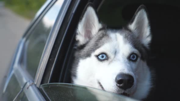 Young Cute Siberian Husky Dog Sitting in the Backseat of Moving Car and Looking Out From the Window