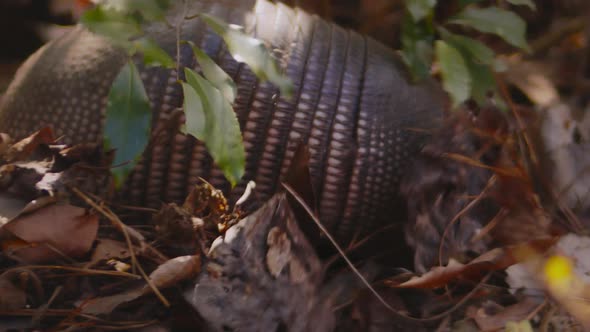 A nine-banded armadillo plows through leaves looking for food.