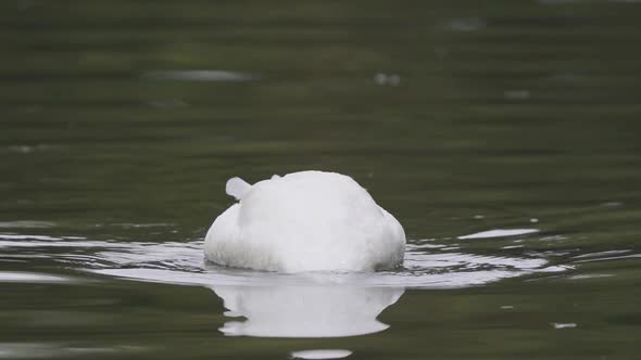 Close up of a black-necked swan swimming on a lake sinking its body underwater searching for food. S