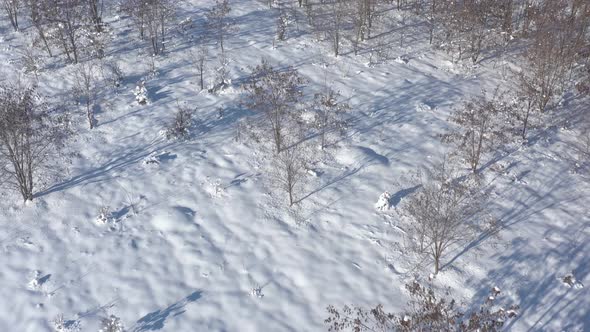 Tree shadows over snowed ground 4K aerial video