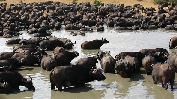 Large Herd of African Buffalo Find Safety in Numbers at a Watering Hole